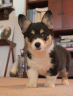 Cardigan Welsh corgi.