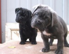 tata italskho Cane Corso