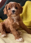 tata Cavapoo