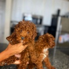 �t��ata toy pudla