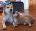 Nab�z�m �t��ata shiba inu