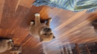 Nab�z�m �t��ata shiba inu