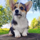 tata Pembroke Welsh Corgi