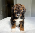 Prodm tata AUSSIEDOODLE