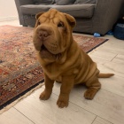 tata okovan shar-pei.