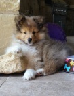 �t��ata sheltie k adopci