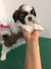 tata SHIH TZU