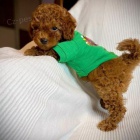 TOY O�KOVAN� �T��ATA PUDL�