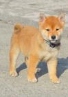 Shiba Inu tata na prodej