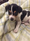 �t��ata jack russell teri�ra.