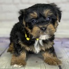 MINI YORKIPOO