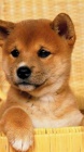 tata shiba inu