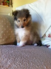 �t��ata sheltie k adopci