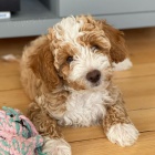 tata Cavapoo