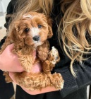 tata mini Cavapoo