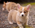 Cardigan Welsh corgi.