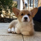 tata Pembroke Welsh Corgi