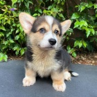 tata Pembroke Welsh Corgi