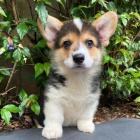 tata Pembroke Welsh Corgi