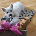 tata West Highland White Terriers