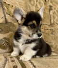 Welsh Corgi Pembroke s PP