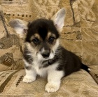 Welsh Corgi Pembroke s PP