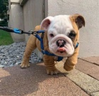 �t��ata anglick�ho buldo�ka