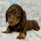 trpasli tata dlouhosrstho jezevka