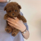 TOY �t��ata pudla