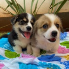 �t��ata Pembroke Welsh Corgi