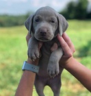 �t��ata v�marsk�ch oha��