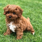 �t��ata Cavapoo
