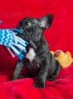  Francouzsk� buldo�ek k adopci 