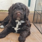 mini �t��ata portugalsk�ho vodn�ho psa