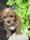�t��ata Cavapoo