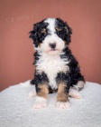 �t��ata Bernedoodle.