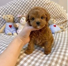 �t��ata toy pudla