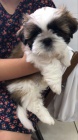 �t��ata SHIH TZU
