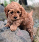 �t��ata Cavapoo