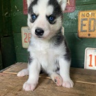 modr� o�i �t��ata sibi�sk�ho huskyho