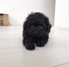 Zdrav� �t��ata �ern�ho Toy pudla