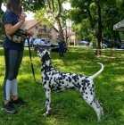 Dalmatin �t��ata