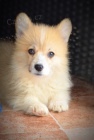 Welsh Corgi Pembroke �t��ata