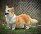 Welsh Corgi Pembroke �t��ata