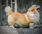 Welsh Corgi Pembroke �t��ata