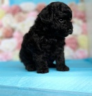 Zdrav� �t��ata �ern�ho Toy pudla