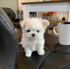 �t��ata malt�z�k�