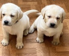 Labrador retriver s PP (smetanov�)