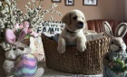 Labrador retriver s PP (smetanov�)