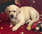 Labrador retriver s PP (smetanov�)